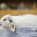 Abu Hurairah, Sahabat Pecinta Kucing dengan Periwayatan Hadist Terbanyak