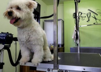 Hewan Peliharaan di Palestina Sekarang Bisa Nikmati Pelayanan Klinik