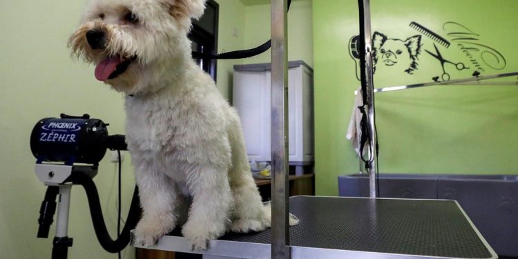 Hewan Peliharaan di Palestina Sekarang Bisa Nikmati Pelayanan Klinik