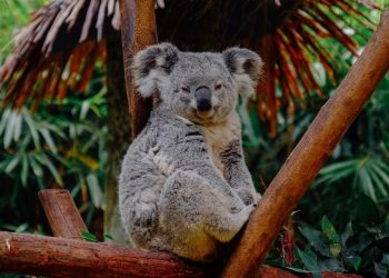 Jumlah Koala di Australia Menurun 30 Persen dalam Tiga Tahun