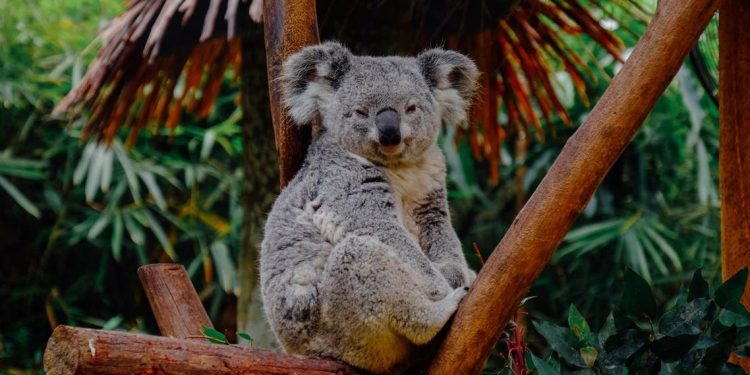 Jumlah Koala di Australia Menurun 30 Persen dalam Tiga Tahun