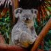 Jumlah Koala di Australia Menurun 30 Persen dalam Tiga Tahun