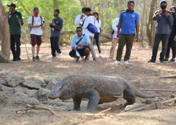 Komodo Masuk dalam Daftar Satwa yang Terancam Punah