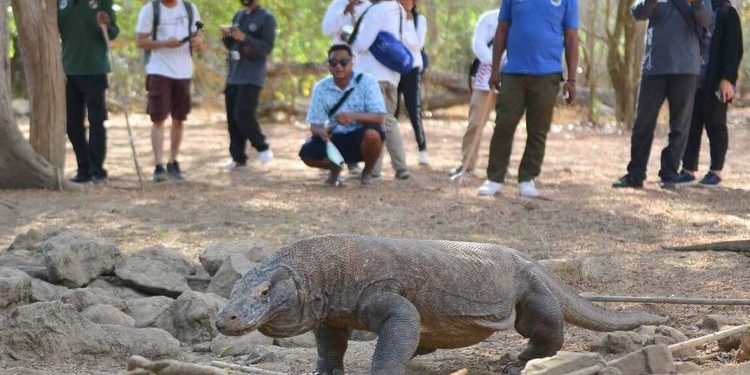 Komodo Masuk dalam Daftar Satwa yang Terancam Punah