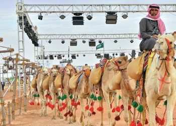 Saudi akan Gelar Konferensi Unta Internasional di Riyadh