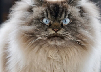 Kucing Ternyata Miliki 7 Kepribadian dan Sifat Perilaku yang Berbeda