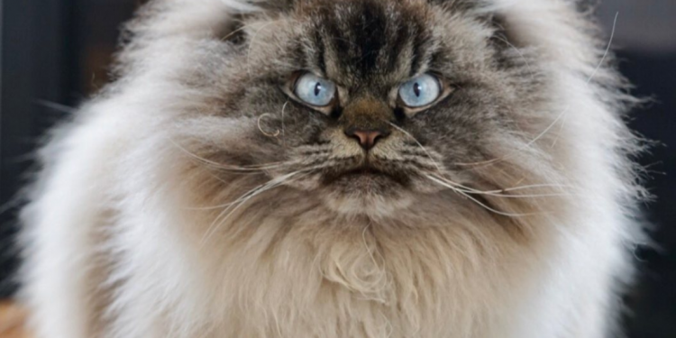 Kucing Ternyata Miliki 7 Kepribadian dan Sifat Perilaku yang Berbeda