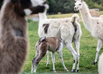 Penelitian: llama Bisa Jadi Kunci Terapi Kekebalan dalam Perang Lawan COVID-19