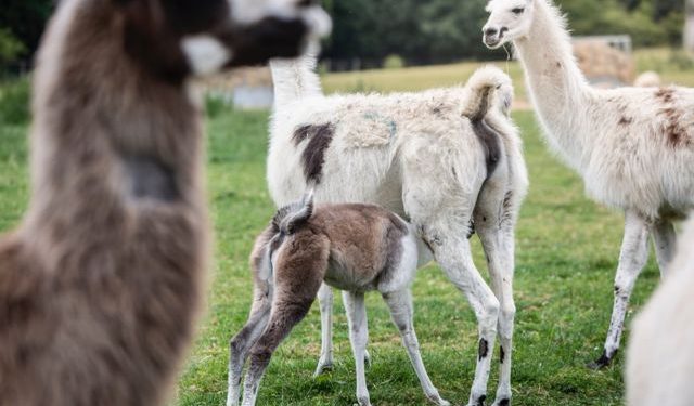 Penelitian: llama Bisa Jadi Kunci Terapi Kekebalan dalam Perang Lawan COVID-19