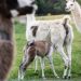 Penelitian: llama Bisa Jadi Kunci Terapi Kekebalan dalam Perang Lawan COVID-19