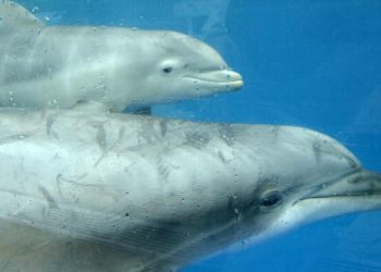 Lumba-Lumba Pimpin Kru Penyelamat ke Perenang yang Hilang Selama 12 Jam