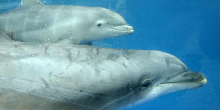 Lumba-Lumba Pimpin Kru Penyelamat ke Perenang yang Hilang Selama 12 Jam