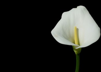 Filosofi Warna Putih