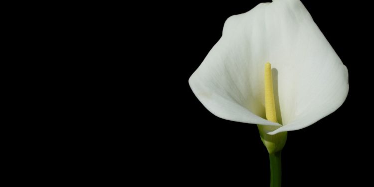 Filosofi Warna Putih