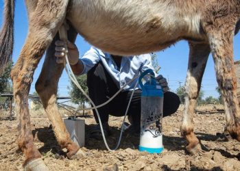 Sabun Susu Keledai Menyerap Banyak Penggemar di Yordania