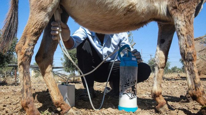 Sabun Susu Keledai Menyerap Banyak Penggemar di Yordania