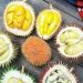 Buah Lai vs Durian, Pilih Mana?