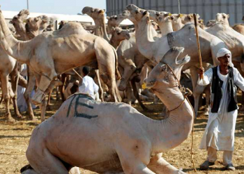 Kisah Zaid Al-Khair Saat Jahiliyah (4)