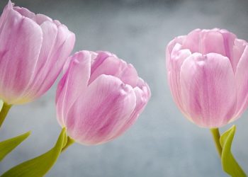 11 Istri Nabi Muhammad, Siapakah Mereka?