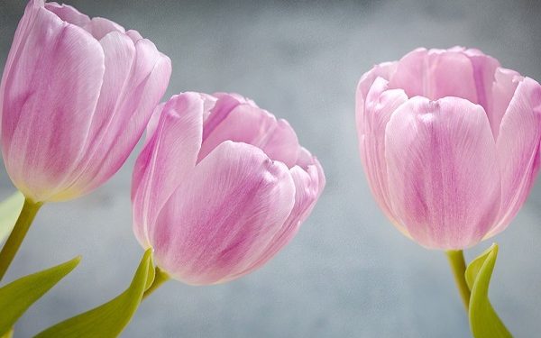 11 Istri Nabi Muhammad, Siapakah Mereka?