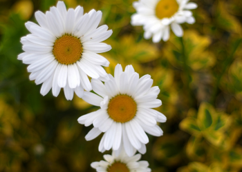 Bertawassul kepada Allah dengan Kesucian Diri