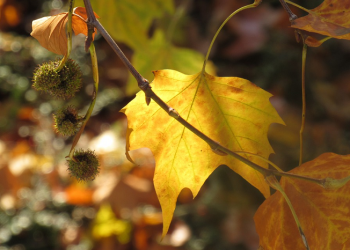 Perang Saudara Bukan Jalan Jihad Abdullah Bin Umar