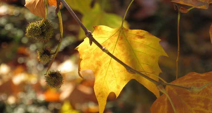 Perang Saudara Bukan Jalan Jihad Abdullah Bin Umar