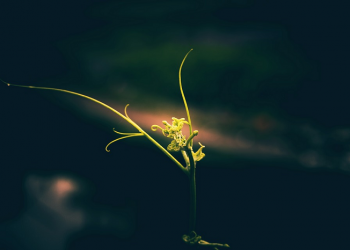 Kezuhudan dan Kesederhanaan Abdullah bin Umar