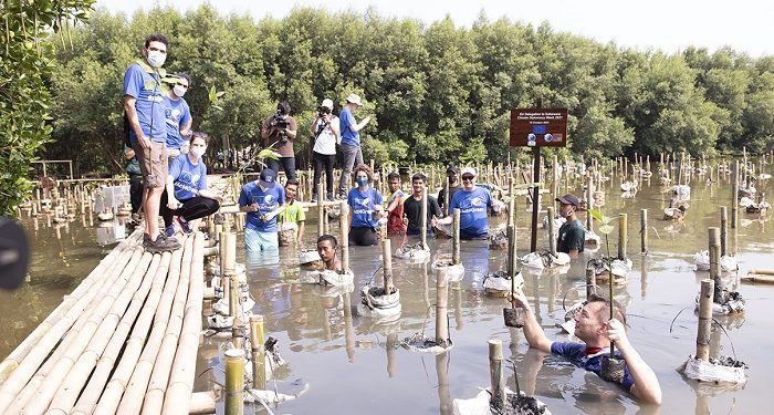 Cerita di Balik Penanaman 75 Pohon Mangrove di Angke