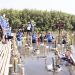 Cerita di Balik Penanaman 75 Pohon Mangrove di Angke