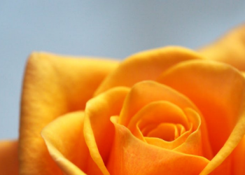 Fakta Zaid bin Tsabit yang Jarang Diketahui