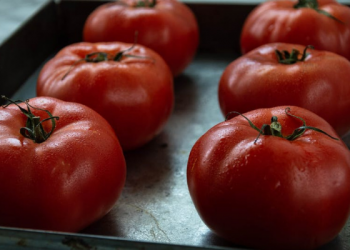 Cara Fokus Belajar dengan Pomodoro Technique