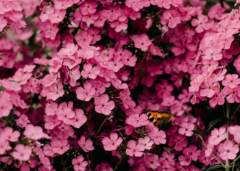 Umat Islam Selalu Dijaga Keberadaannya oleh Allah