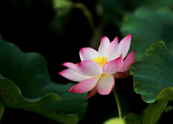 Dua Golongan yang Tidak Memperoleh Syafaat