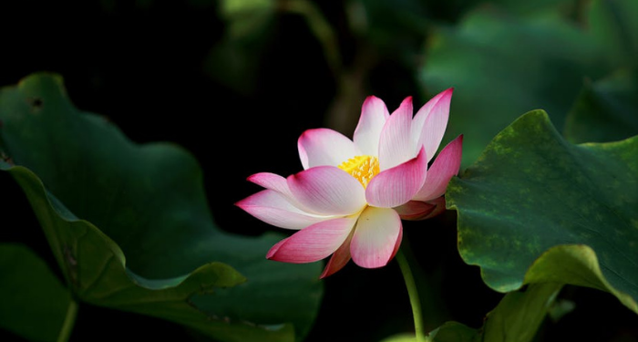 Dua Golongan yang Tidak Memperoleh Syafaat