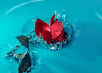 Foto: Pexels/Og Mpango