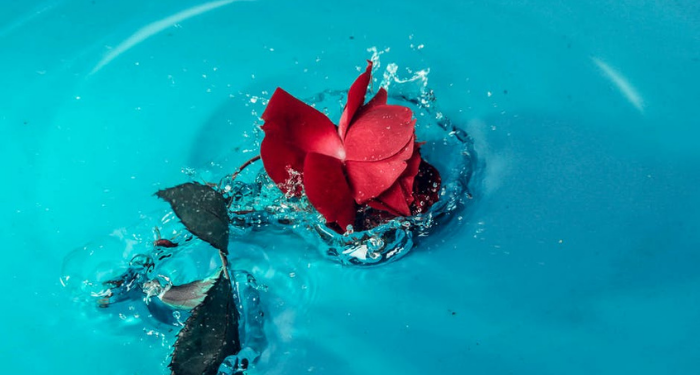 Foto: Pexels/Og Mpango