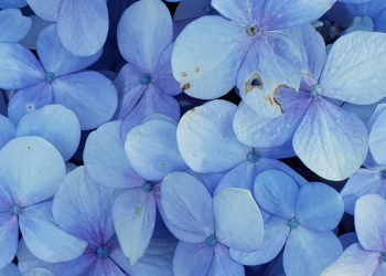 Perbedaan Gejala Strok dan Serangan Jantung