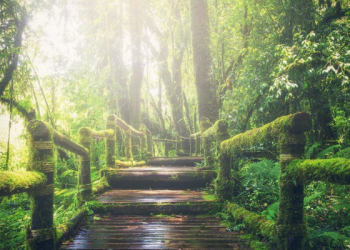 Foto: Pexels/Pixabay