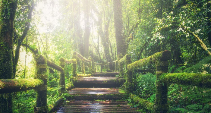 Foto: Pexels/Pixabay