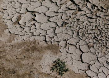 Foto: Pexels/Julia Volk