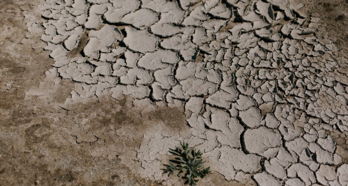 Foto: Pexels/Julia Volk