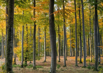 Foto: Pexels/Johannes Plenio