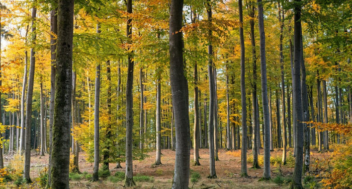 Foto: Pexels/Johannes Plenio