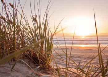 Foto: Pexels/Nathan Cowley