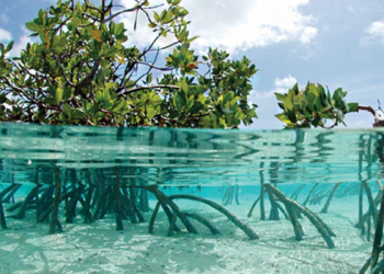 Foto: bluecarbonsociety.org