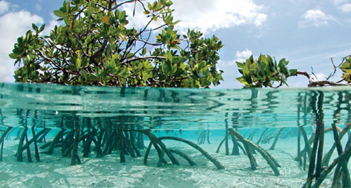 Foto: bluecarbonsociety.org