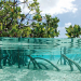 Foto: bluecarbonsociety.org