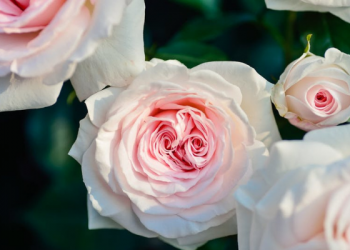 Foto: Pexels/Pixabay