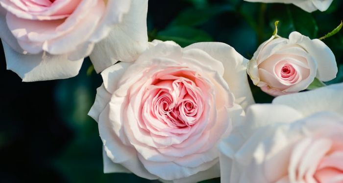 Foto: Pexels/Pixabay